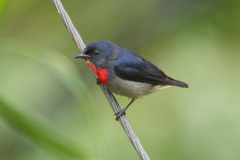 Black-Sided Flowerpecker photo 1