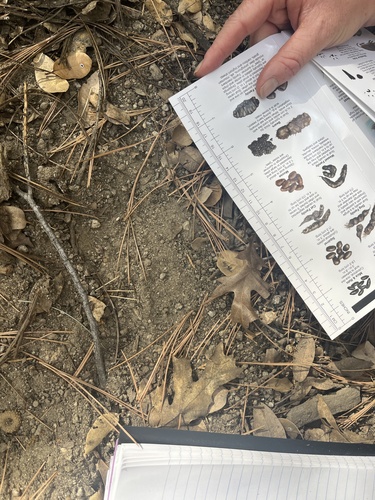 iNaturalist observation photo of Carnivorans