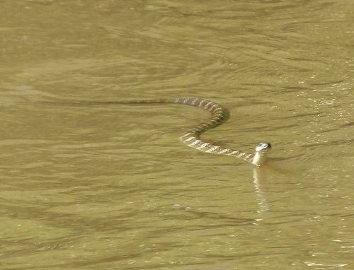 Tiger Snake sighting