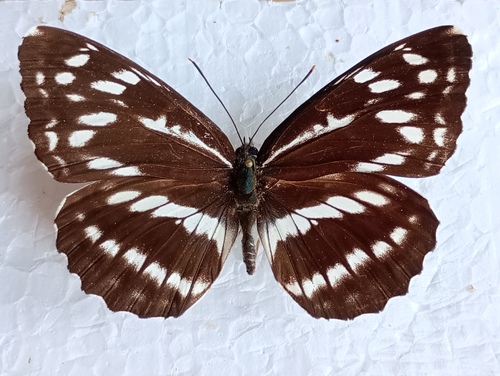 Neptis alwina