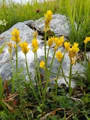 Genista sagittalis