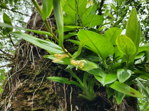 Dendrobium sladei observed 2024-10-27
