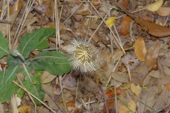 Texas chaptralia (Chaptalia texana)