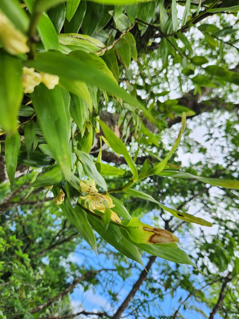 Dendrobium sladei J.J.Wood & P.J.Cribb 3