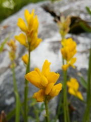 Genista sagittalis