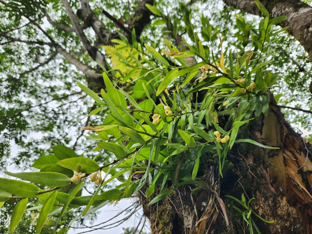 Dendrobium sladei J.J.Wood & P.J.Cribb 4