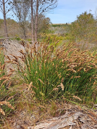Pipe Goldreed (Elegia fistulosa)