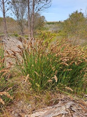 Elegia fistulosa