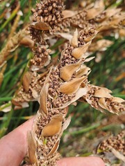 Elegia fistulosa, photograph (c) Eugene Hahndiek, some rights reserved (CC BY-SA)
