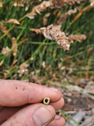 Elegia fistulosa, photograph 4