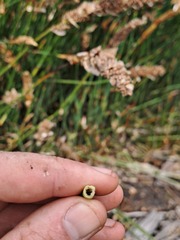 Elegia fistulosa, photograph (c) Eugene Hahndiek, some rights reserved (CC BY-SA)