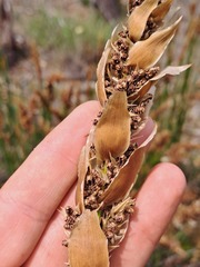 Elegia fistulosa, photograph (c) Eugene Hahndiek, some rights reserved (CC BY-SA)