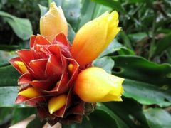 Costus barbatus