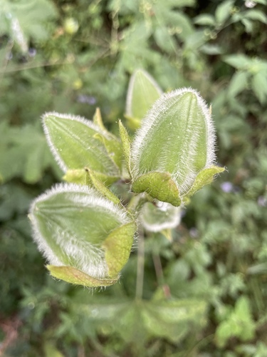 Abelmoschus manihot