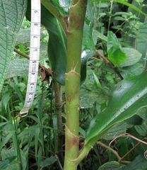 Costus barbatus