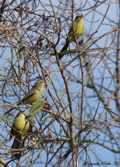 Stigmatura budytoides