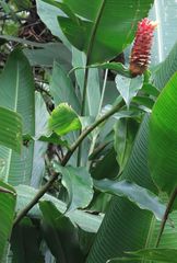 Costus barbatus