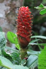 Costus barbatus