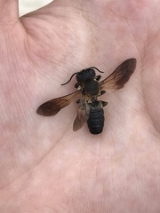 Image of Megachile sculpturalis