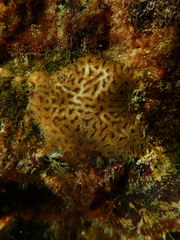 Dichocoenia stokesii