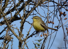 Stigmatura budytoides