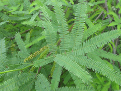 Senegalia bonariensis