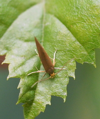 Crassa unitella