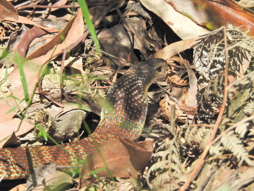 Tiger Snake sighting