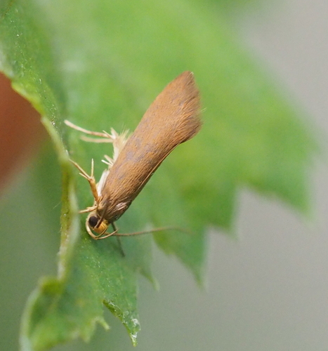 Golden-brown Tubic