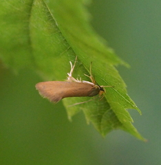 Crassa unitella