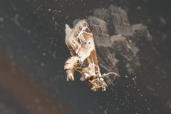Neodavisia melusina