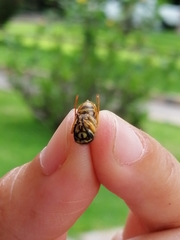 Vespula squamosa