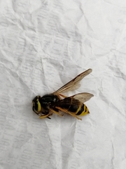 Vespula squamosa