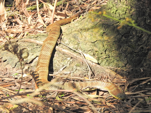 Tiger Snake sighting