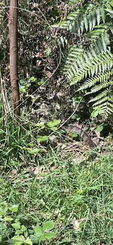 Tiger Snake sighting