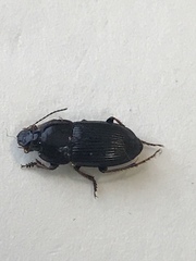 Harpalina