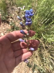 Penstemon pachyphyllus