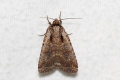 Eueretagrotis attentus