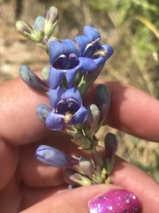 Penstemon pachyphyllus