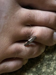 Acteniceromorphus volitans