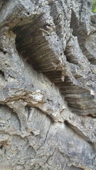 Quercus suber