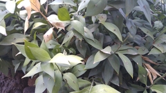 Ruscus
