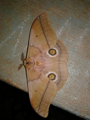 Gonimbrasia occidentalis