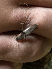 Acteniceromorphus volitans