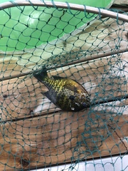 Lepomis gibbosus × macrochirus