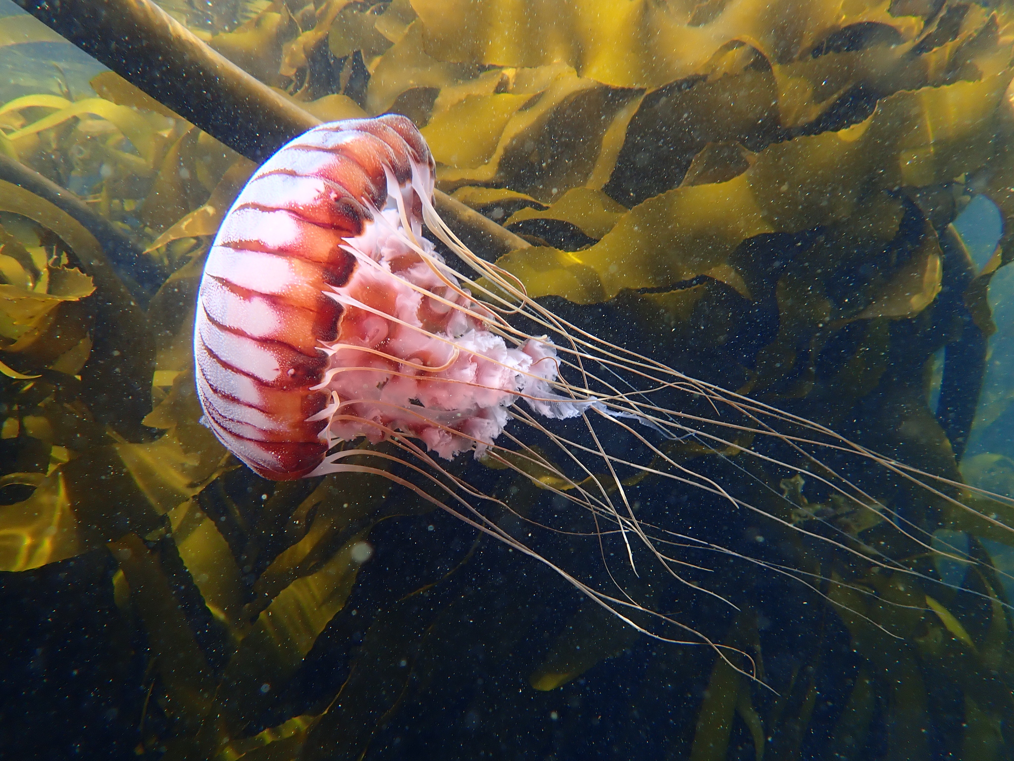 Chrysaora agulhensis Ras, Neethling, Engelbrecht, Morandini, Bayha, Skrypzeck & Gibbons, 2020