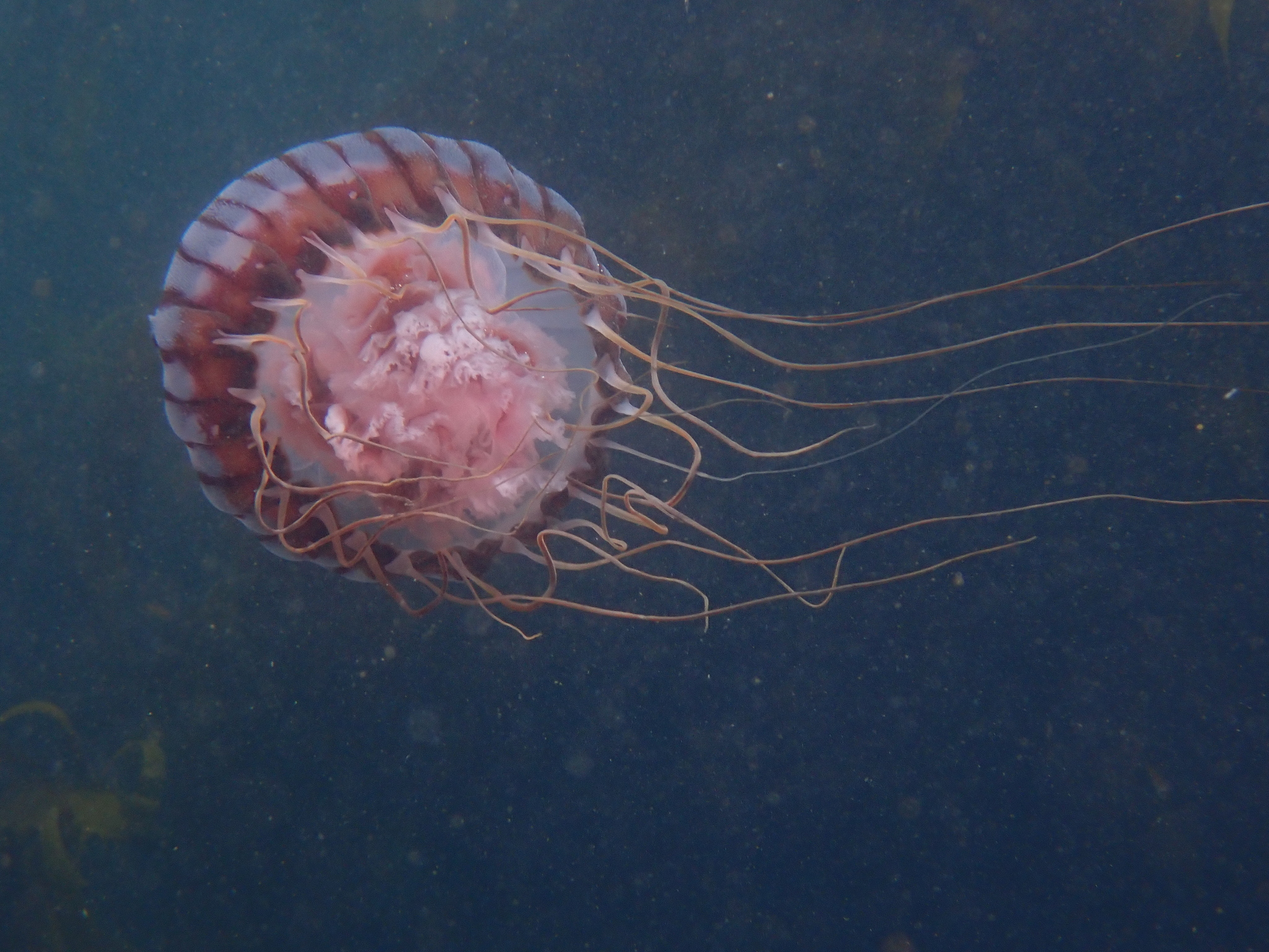 Chrysaora agulhensis Ras, Neethling, Engelbrecht, Morandini, Bayha, Skrypzeck & Gibbons, 2020