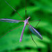 Tipula oleracea - Photo (c) René Faucher,  זכויות יוצרים חלקיות (CC BY-NC)