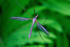 Marsh Crane Fly - Photo (c) René Faucher, some rights reserved (CC BY-NC), uploaded by René Faucher