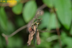 Lestes temporalis